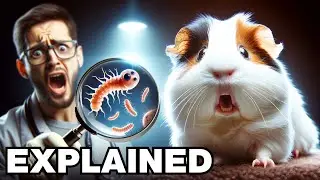 How to tell if a guinea pig has parasites
