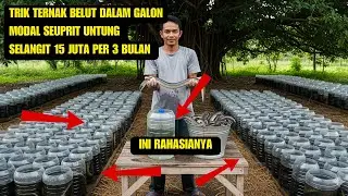 “Siapa Sangka? Ternak Belut di Galon Bisa Ngasilin Puluhan Juta!”