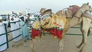 مهرجان رزين 2019  -  5 11 2019