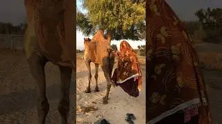 Dangerous Face-Off Between a Camel and a Brave Girl in Thar Desert#shortvideo #camel