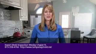 Expert Mold Inspection Wesley Chapel FL 813-358-4766