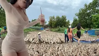 Full Video: Unbelievable! A Whole Ship Packed with Ducks in Vietnam 