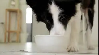 Common Dog Health Problems