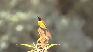 Fire-tailed Sunbird