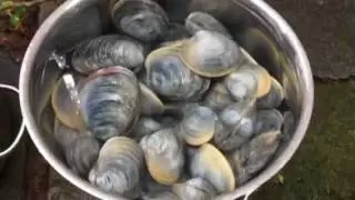 Today's catch . Katama Bay Clams . July 2017