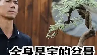 这个品很少有人知道 全身都是宝的盆景你喜欢吗？#花卉绿植 #园艺生活 #盆景造型 #盆栽 #植物造景微景观