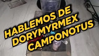 Hablemos De Dorymyrmex y Camponotus - Las Hormigas Del Aprendiz