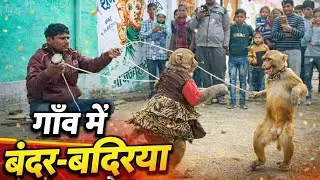 बंदर और बंदरिया का खेल#funny #trending #comedy #shortly 