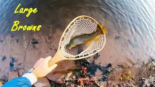 LARGE Trout on the Lehigh River + BONUS Brownie