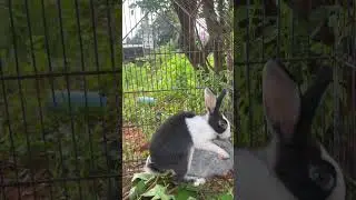 Adorable Rabbits Eating Fresh Greens | Cute Bunny Moments 🐇✨#CuteRabbits #BunnyLovers #RabbitLife
