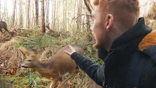 Marder, Fuchs und co || Wildtierkamera Update Januar 2022 Eifel