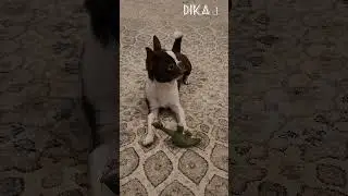 🐱 Richard The Best Cat in the World and His Friends (Part 48)😺 #cat #kitten #chihuahua #dog