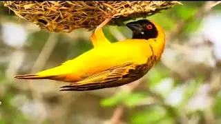 The Haunting Melodies Of Amazing Forest Birds