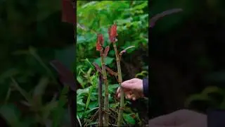 Japanese Knotweed Vegetable Harvest #shorts #ytshorts #vegetables