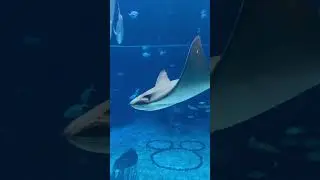 Finding Nemo Aquarium | Epcot | Walt Disney World