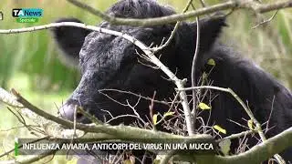 Influenza aviaria: anticorpi del virus in una mucca. L'intervista al ricercatore