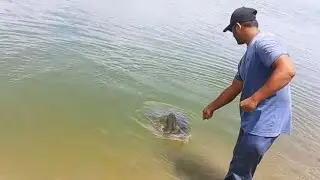 Fish hunting || Amazing rohu fishing || Incredible big rohu fish catch ||