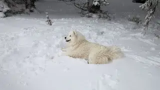 Shedding Solutions for Samoyeds - How to Keep Your Samoyed's Coat Healthy and Beautiful