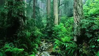 Jurassic world ambience (sounds of prehistoric nature) Headphones recommended