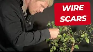 When to Remove Bonsai Wire BEFORE It Scars Your Tree