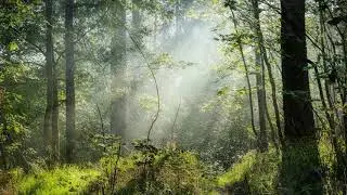 Morning Relax Music |  Positive Energy Music Master Music Studio | Happy Music for Peace