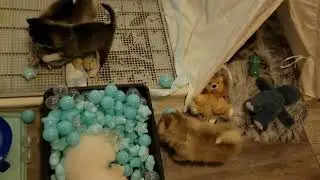 In the Pomsky Puppyhood We Wrestle For Toys, Northern Lights Style!