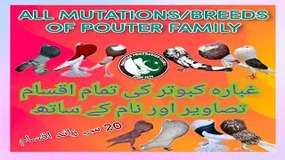 ALL TYPES , MUTATIONS, BREEDS OF POUTER FAMILY. DIFFERENT NAME OF POUTERS WITH PICTURES.