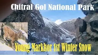 Young Markhor First Winter Experience | Chitral Gol National Park | Wildlife Division Chitral 