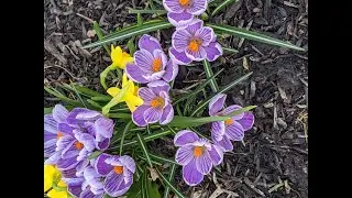 Gardening with Arthritis - It doesn't have to hurt!
