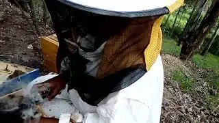 Honey Farm Management: Women Employment In Modern Beekeeping In Rwanda