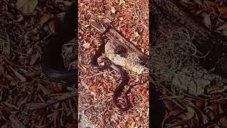 The  Aggressive Southern Black Racer (Coluber constrictor priapus)  #wildlife  #trending  #fyp