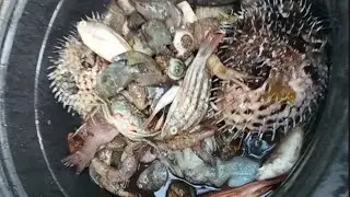 Cleaning fresh fish with simple cooking #videoshorts #seafood #cleaning #cooking #fish #videovirals