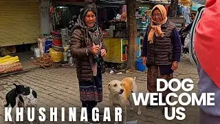 khushinagar main dog welcome us#khushinagar#jabevlogs#jabivlogs