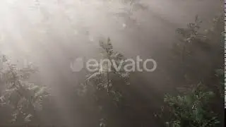 Aerial Sunrays in Forest with Fog | Motion Graphics - Envato elements