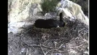 Black stork nest