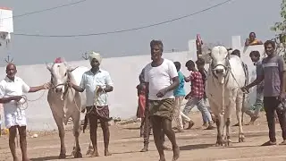 రేమద్దుల సీనియర్స్ బండలాగుడు పోటీలు-ox race-oxen race-bulls stone pulling-ongole cattle race-ox