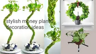 10 money plant different ideas for home garden #diy # balcony #smile #indoor #lucky 
