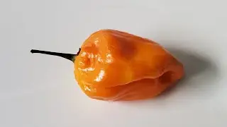 Maldivian Lemon... Spicy Dice Club Live... gifted by my friend Gregg Woods!