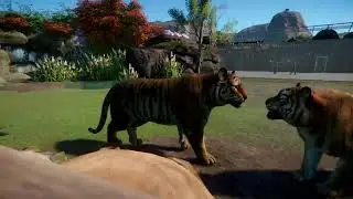 Bengal Tiger | Planet Zoo Animals
