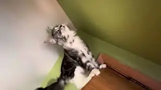 CAT BALANCING ACT!! PART 1