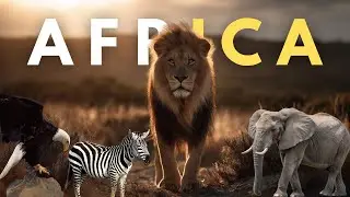 The Africa Forests in 4K : The Breathtaking Birds And Animals In African Continent