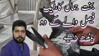 Chat Peer fawad azim amra kalan baby pigeon bandh daiya |,amra kalan | Mehran Azim Official 