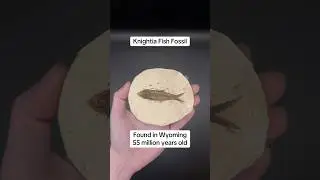 Knightia Fish Fossil