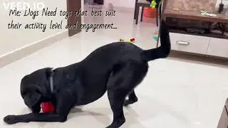 Puppy's Favorite Toy | Loki the Black Lab