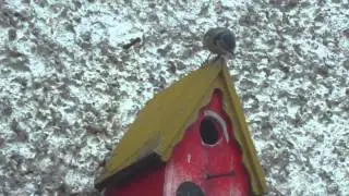 Bluetits Nest Box  May 2012