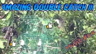 Amazing Double Catch-III / Black-Chinned Fruit Dove Hunt #14 using Bluetooth Speaker @WildNatureUniqueTV.