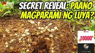 Vlog #136 LUYA FARMING | SECRET REVEAL: PAANO MAGPARAMI NG LUYA? 