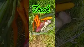 Best Garden Fresh Meal? Watch This! #gardenfresh #garden #gardentotable