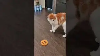 Sammy vs the FurZapper