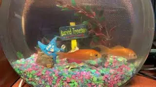 Just 1:48 of Goldfish